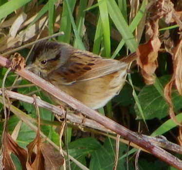 Swamp Sparrow Ironwoods 10_30_2012